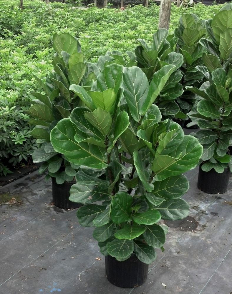 ficus-lyrata-fiddle-leaf-fig-ficus-pandurata