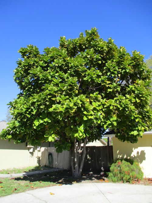 ficus-lyrata-fiddle-leaf-fig-ficus-pandurata