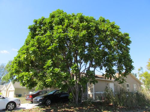 ficus-lyrata-fiddle-leaf-fig-ficus-pandurata