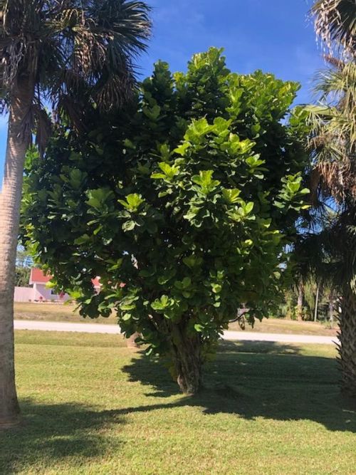 ficus-lyrata-fiddle-leaf-fig-ficus-pandurata