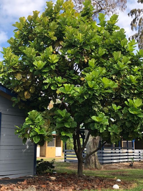 ficus-lyrata-fiddle-leaf-fig-ficus-pandurata