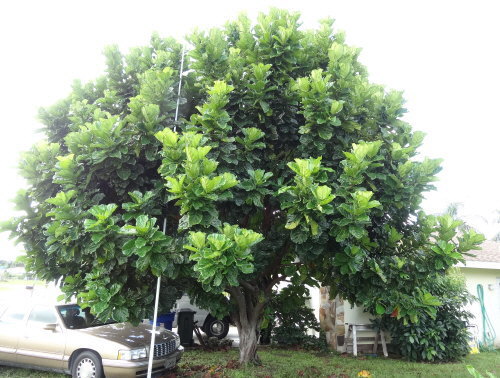 ficus-lyrata-fiddle-leaf-fig-ficus-pandurata