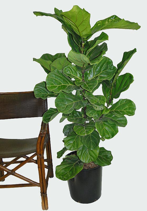 ficus-lyrata-fiddle-leaf-fig-ficus-pandurata