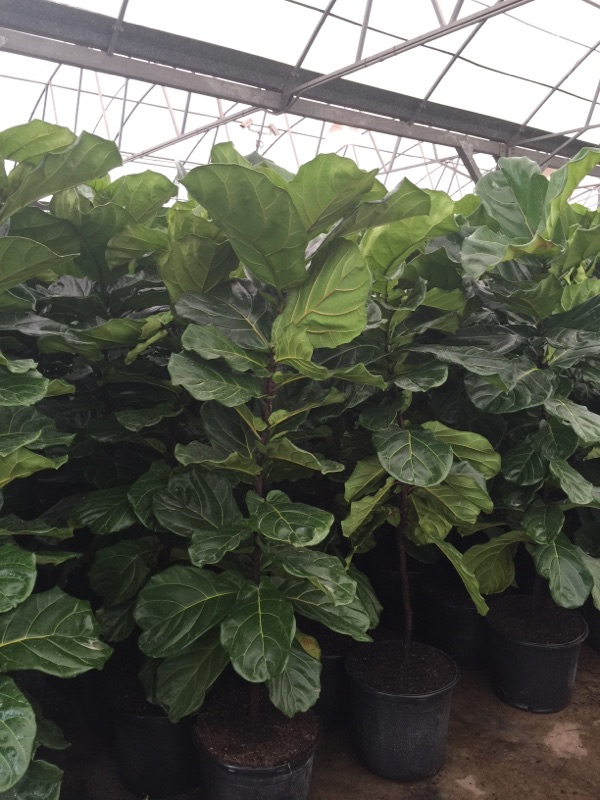 ficus-lyrata-fiddle-leaf-fig-ficus-pandurata