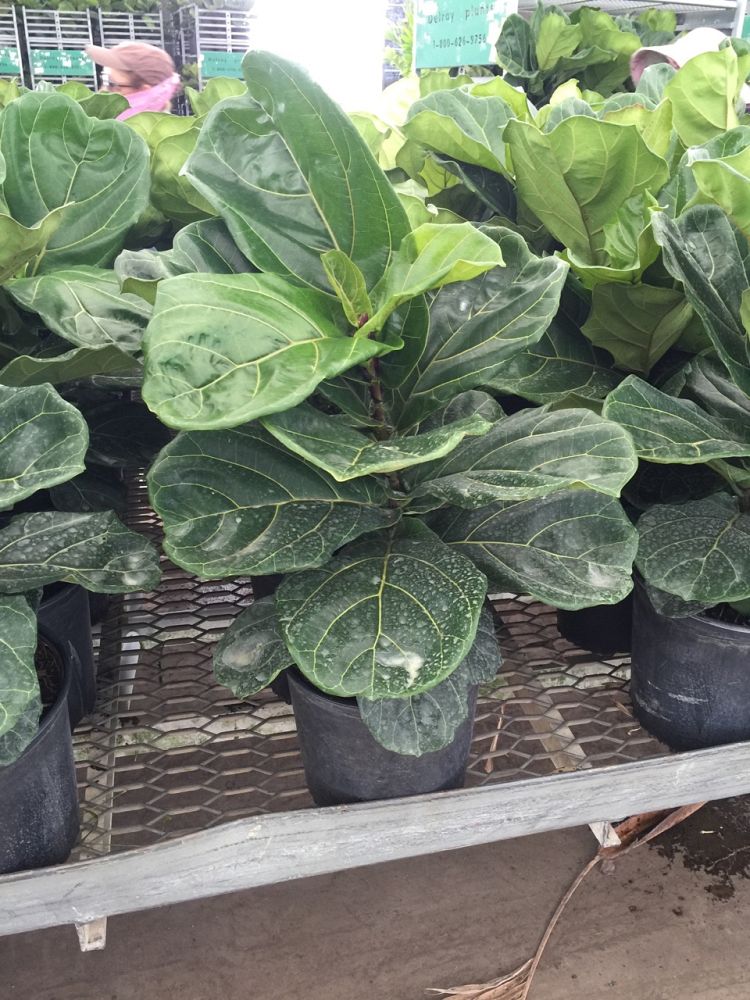 ficus-lyrata-fiddle-leaf-fig-ficus-pandurata
