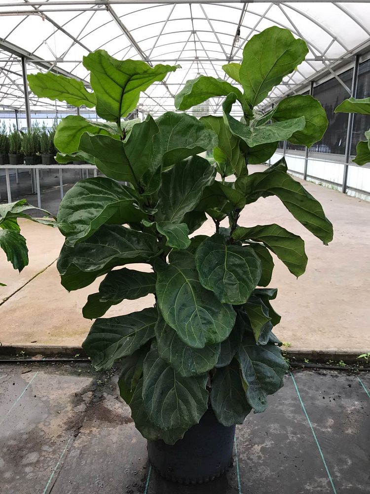 ficus-lyrata-fiddle-leaf-fig-ficus-pandurata