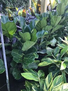 ficus-lyrata-fiddle-leaf-fig-ficus-pandurata