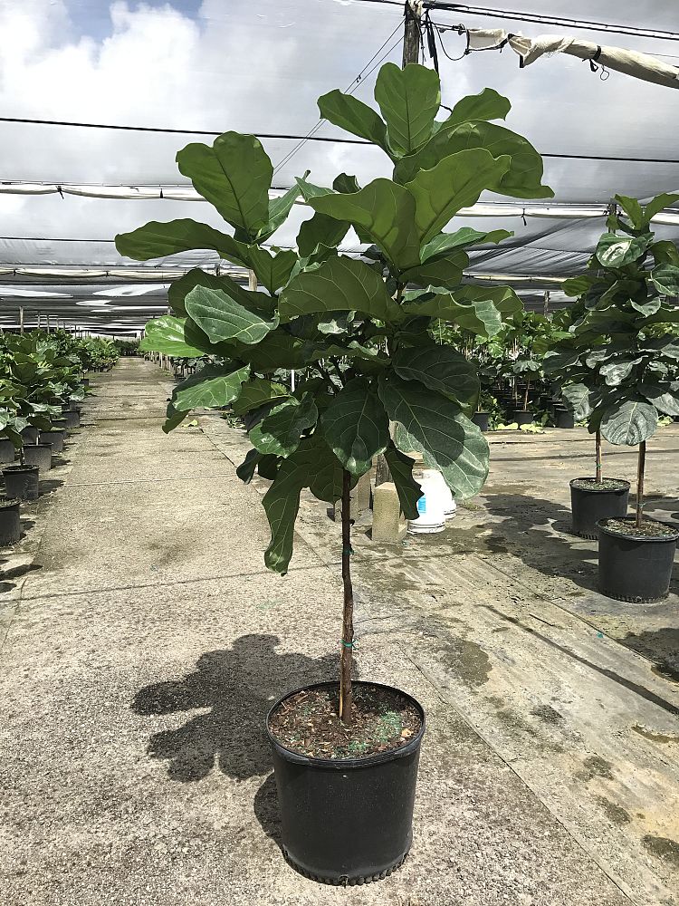 ficus-lyrata-fiddle-leaf-fig-ficus-pandurata