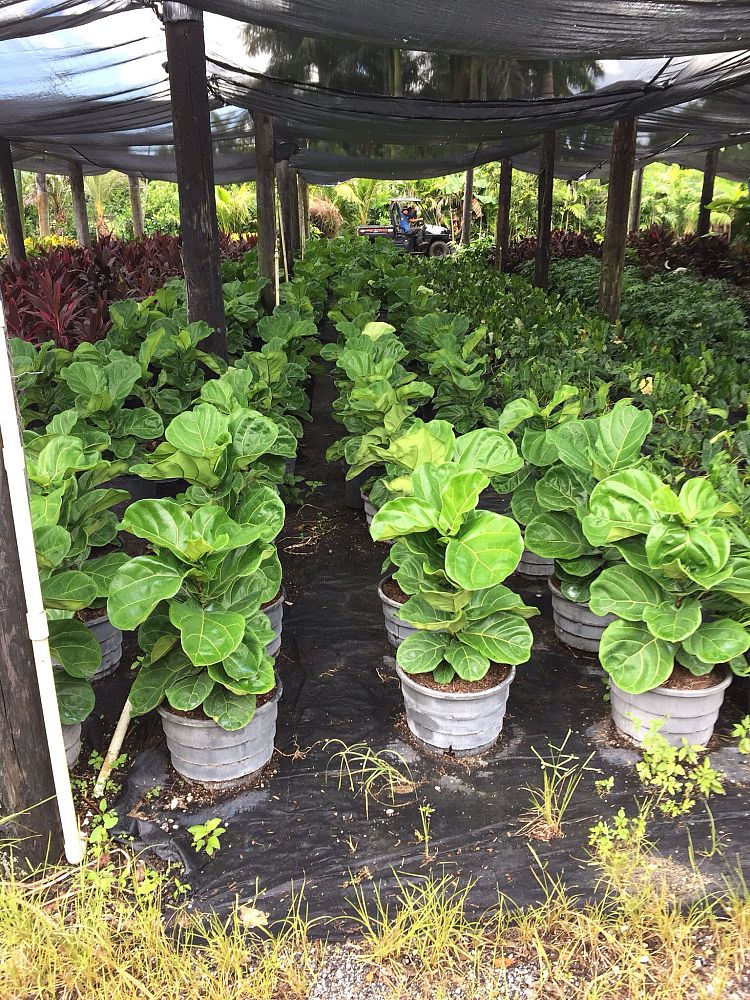 ficus-lyrata-fiddle-leaf-fig-ficus-pandurata
