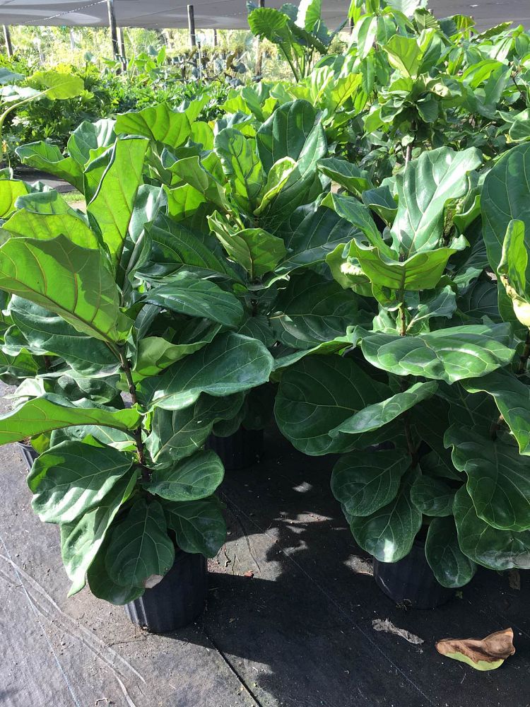 ficus-lyrata-fiddle-leaf-fig-ficus-pandurata