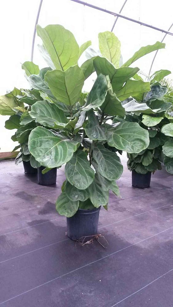 ficus-lyrata-fiddle-leaf-fig-ficus-pandurata