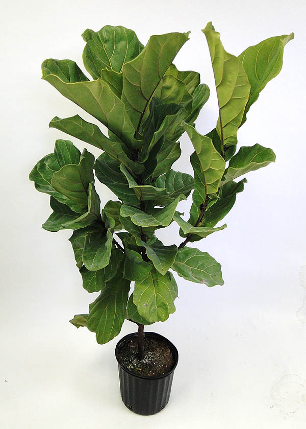 ficus-lyrata-fiddle-leaf-fig-ficus-pandurata