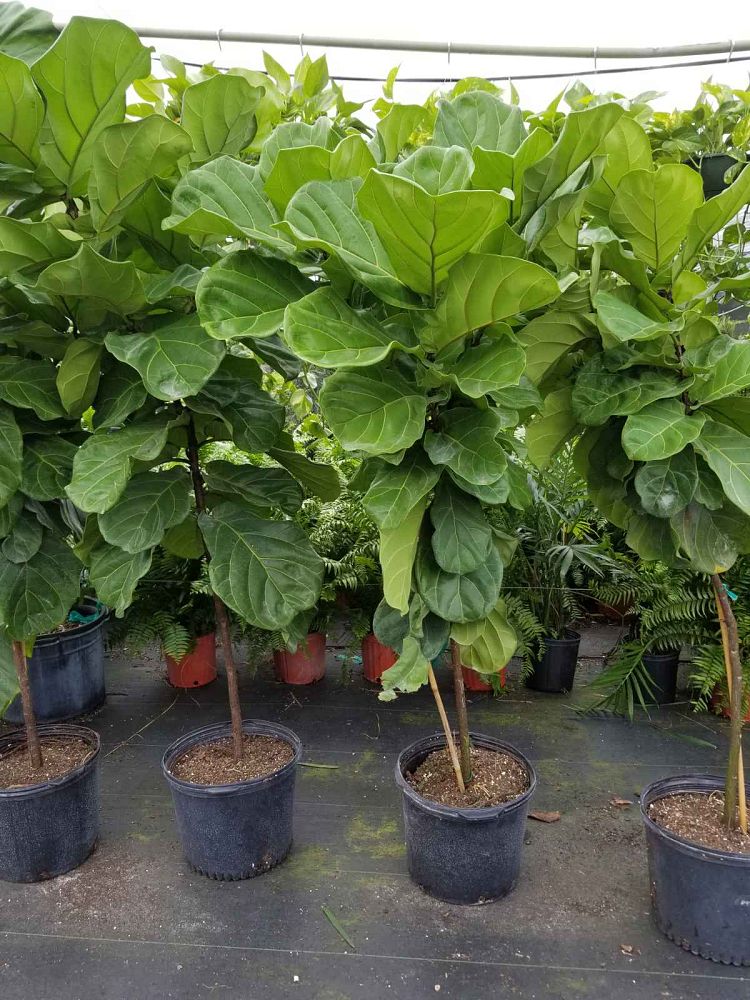 ficus-lyrata-fiddle-leaf-fig-ficus-pandurata