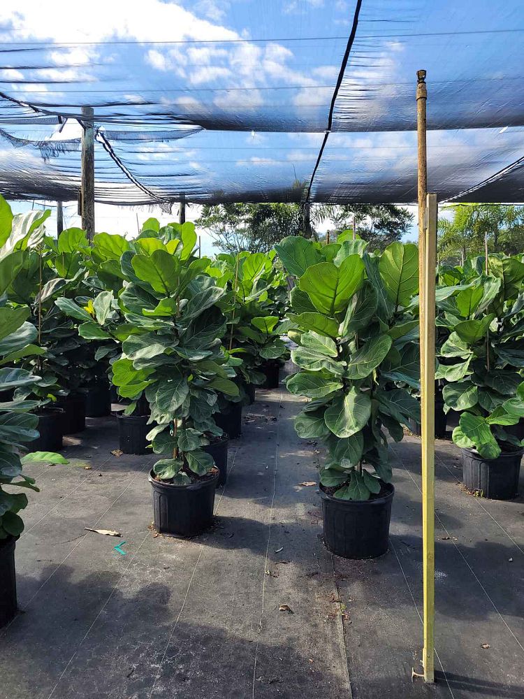 ficus-lyrata-fiddle-leaf-fig-ficus-pandurata