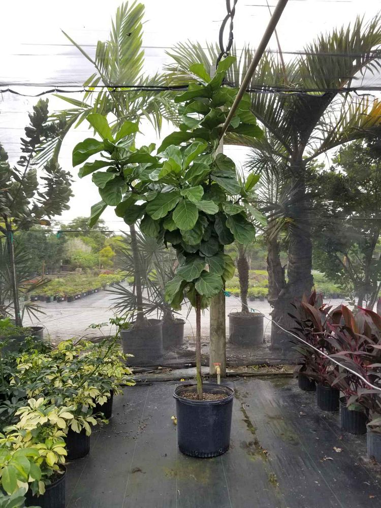 ficus-lyrata-fiddle-leaf-fig-ficus-pandurata
