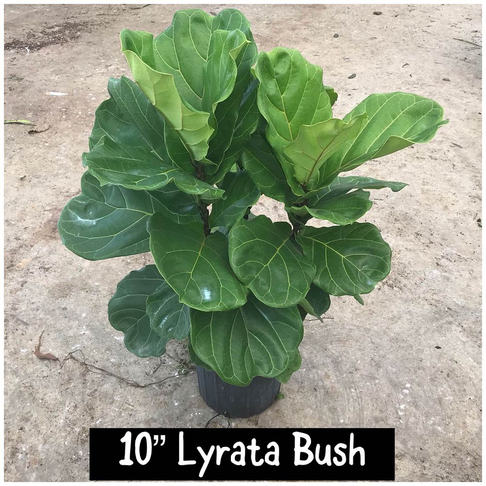 ficus-lyrata-fiddle-leaf-fig-ficus-pandurata