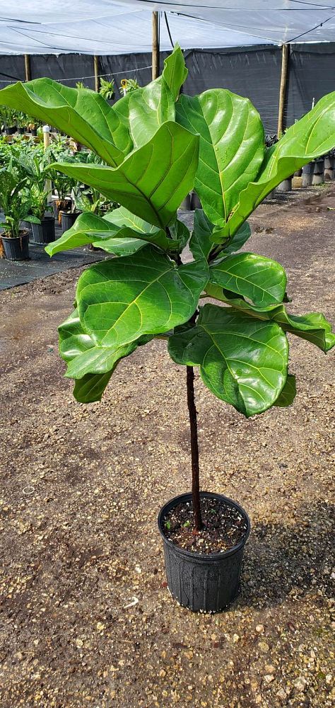 ficus-lyrata-fiddle-leaf-fig-ficus-pandurata