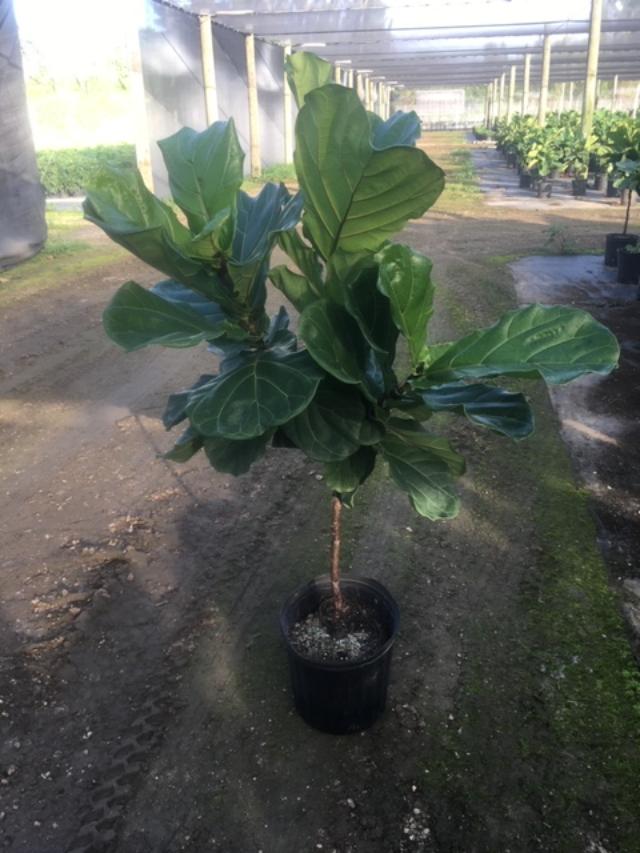 ficus-lyrata-fiddle-leaf-fig-ficus-pandurata