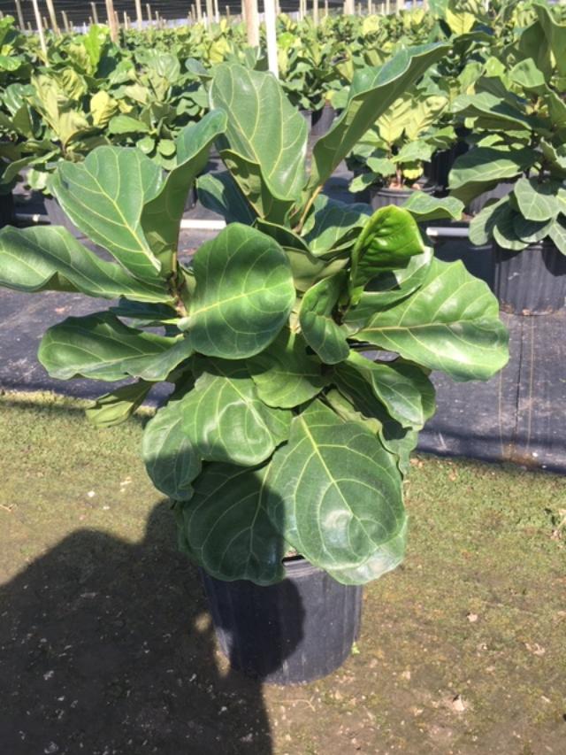 ficus-lyrata-fiddle-leaf-fig-ficus-pandurata