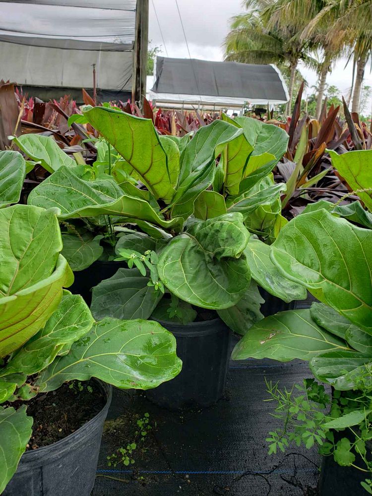 ficus-lyrata-fiddle-leaf-fig-ficus-pandurata