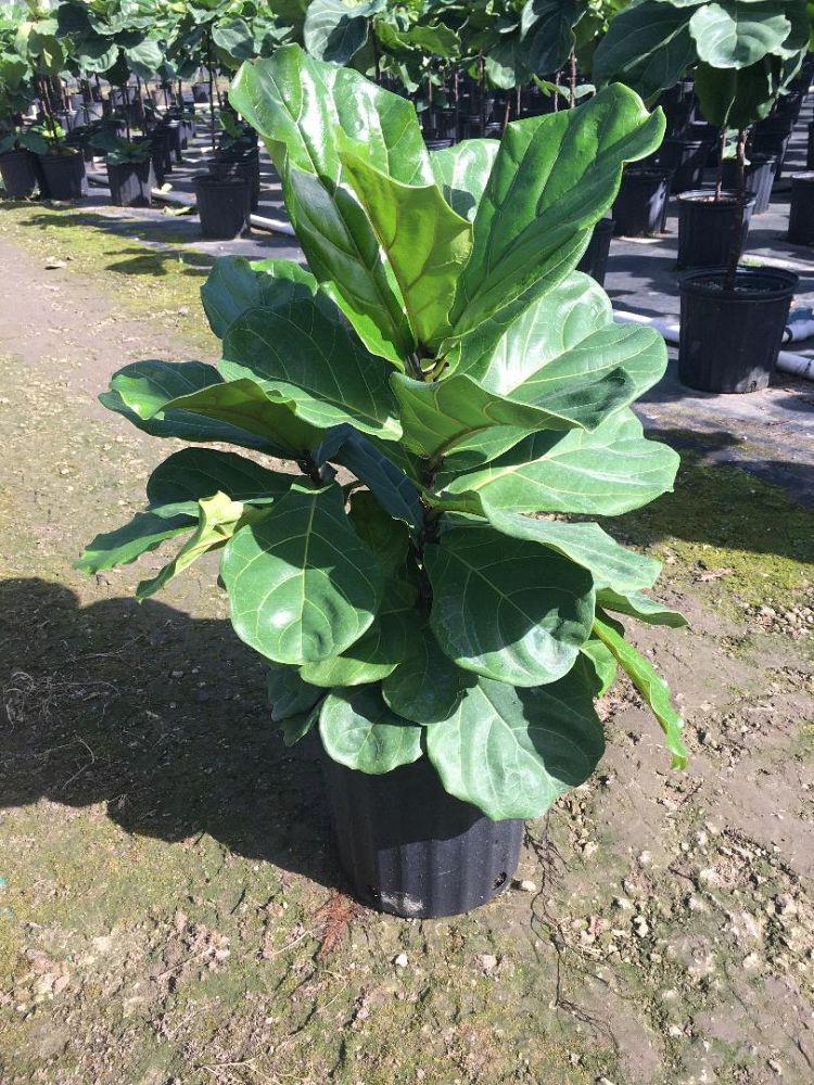 ficus-lyrata-fiddle-leaf-fig-ficus-pandurata
