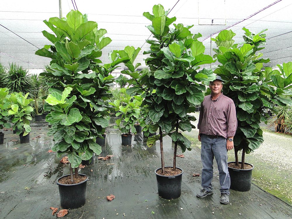 ficus-lyrata-fiddle-leaf-fig-ficus-pandurata