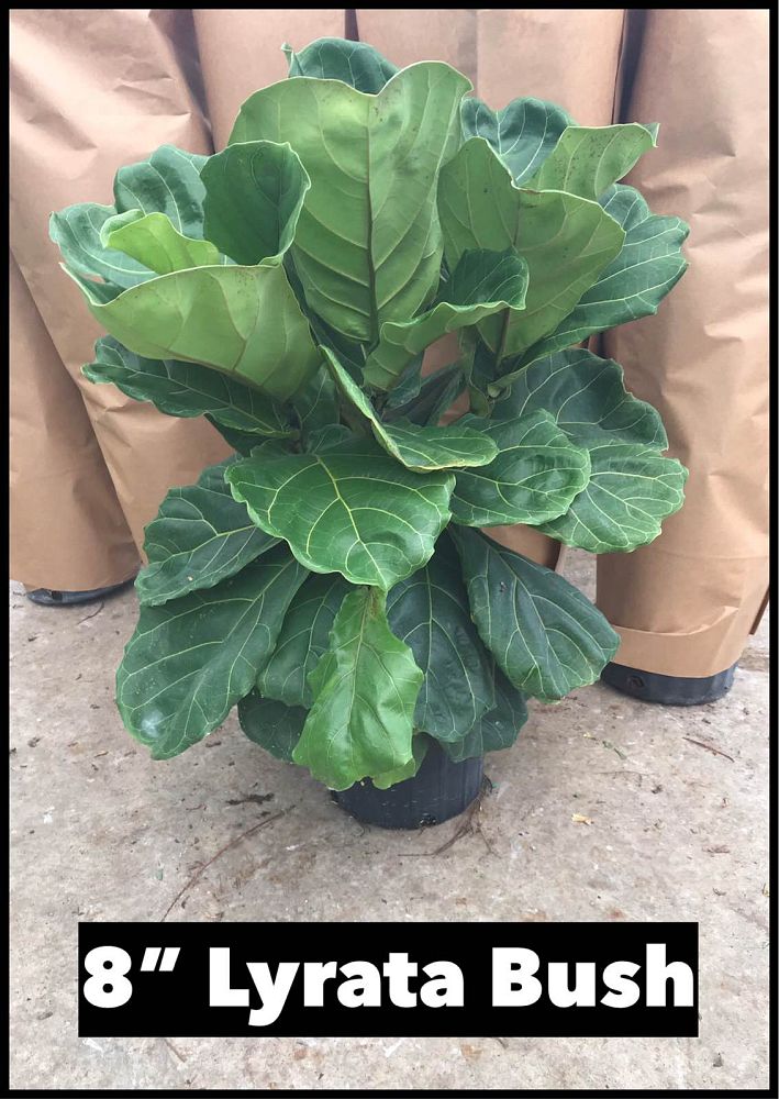 ficus-lyrata-fiddle-leaf-fig-ficus-pandurata