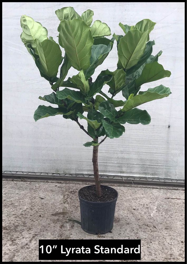 ficus-lyrata-fiddle-leaf-fig-ficus-pandurata