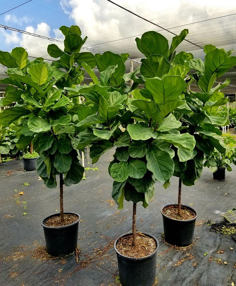 ficus-lyrata-fiddle-leaf-fig-ficus-pandurata