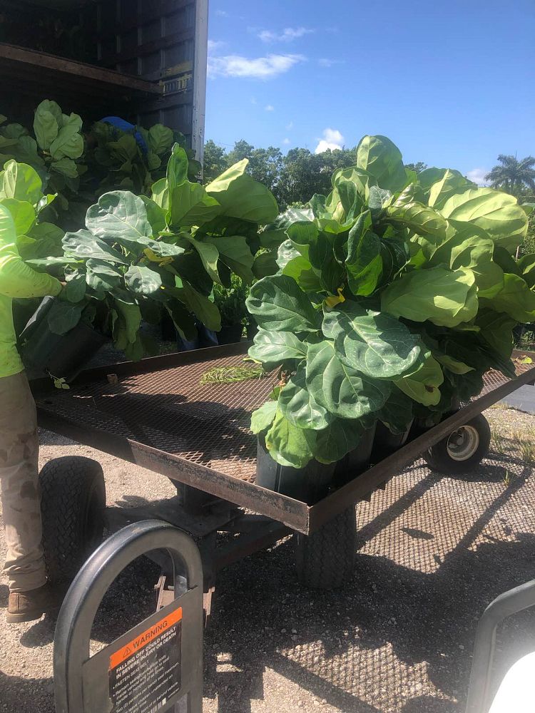 ficus-lyrata-fiddle-leaf-fig-ficus-pandurata