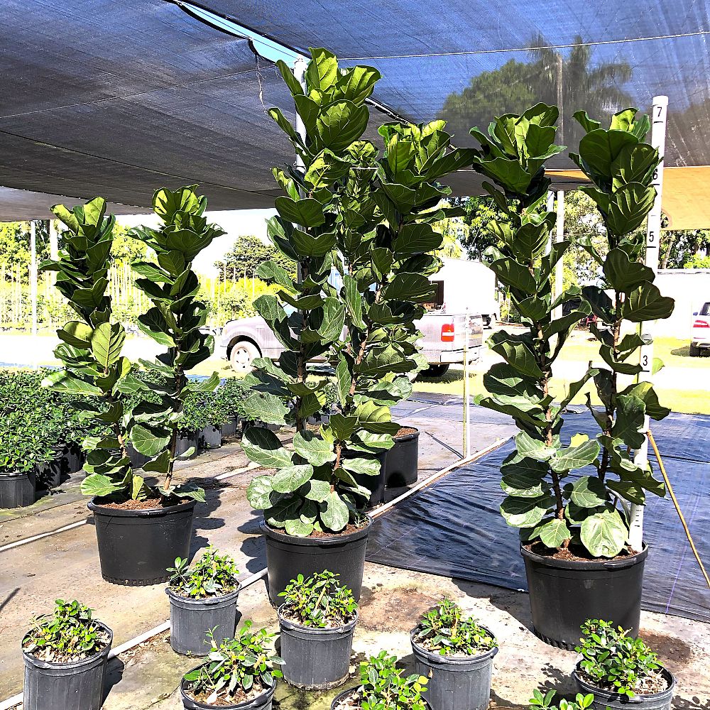 ficus-lyrata-fiddle-leaf-fig-ficus-pandurata