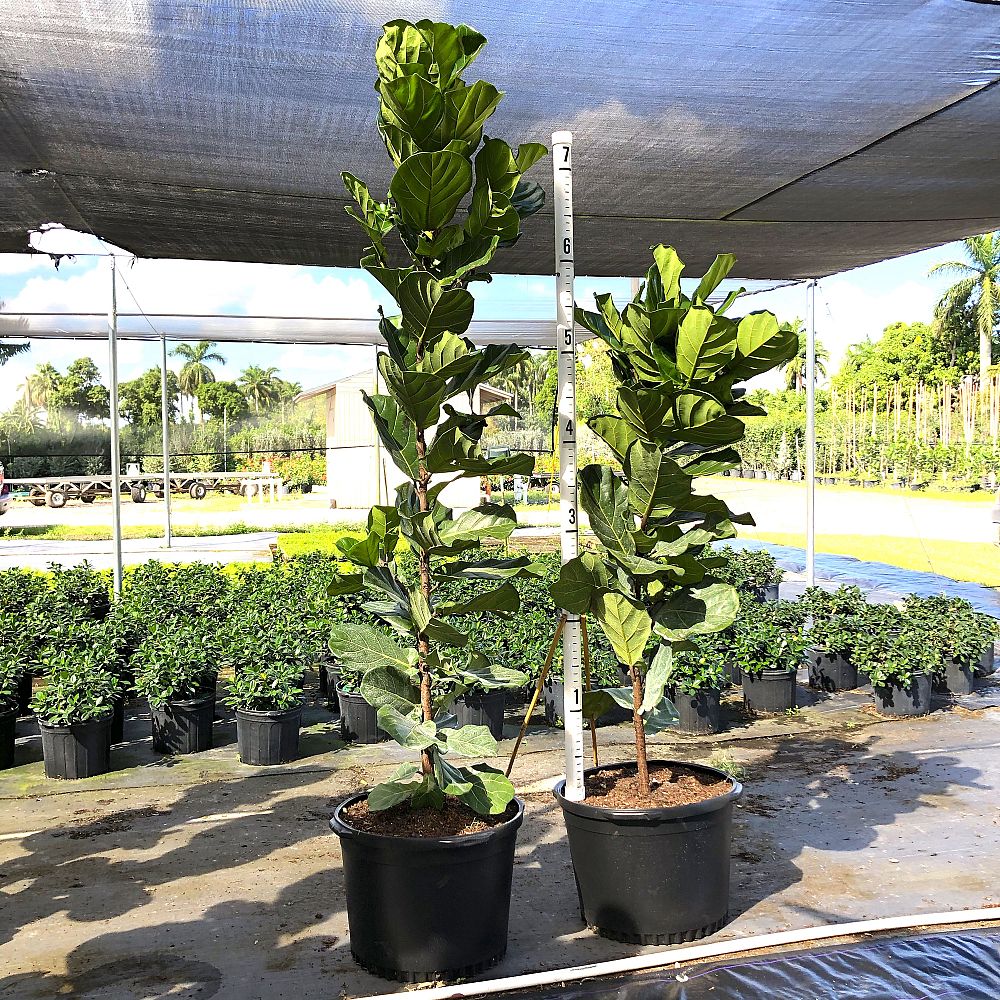 ficus-lyrata-fiddle-leaf-fig-ficus-pandurata