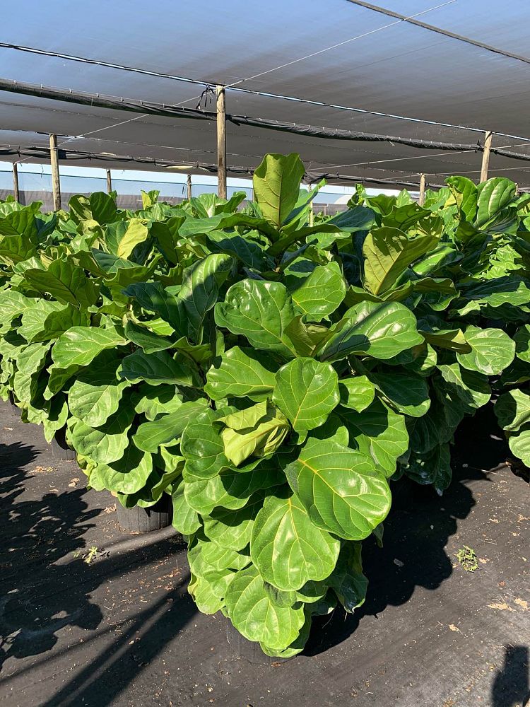 ficus-lyrata-fiddle-leaf-fig-ficus-pandurata