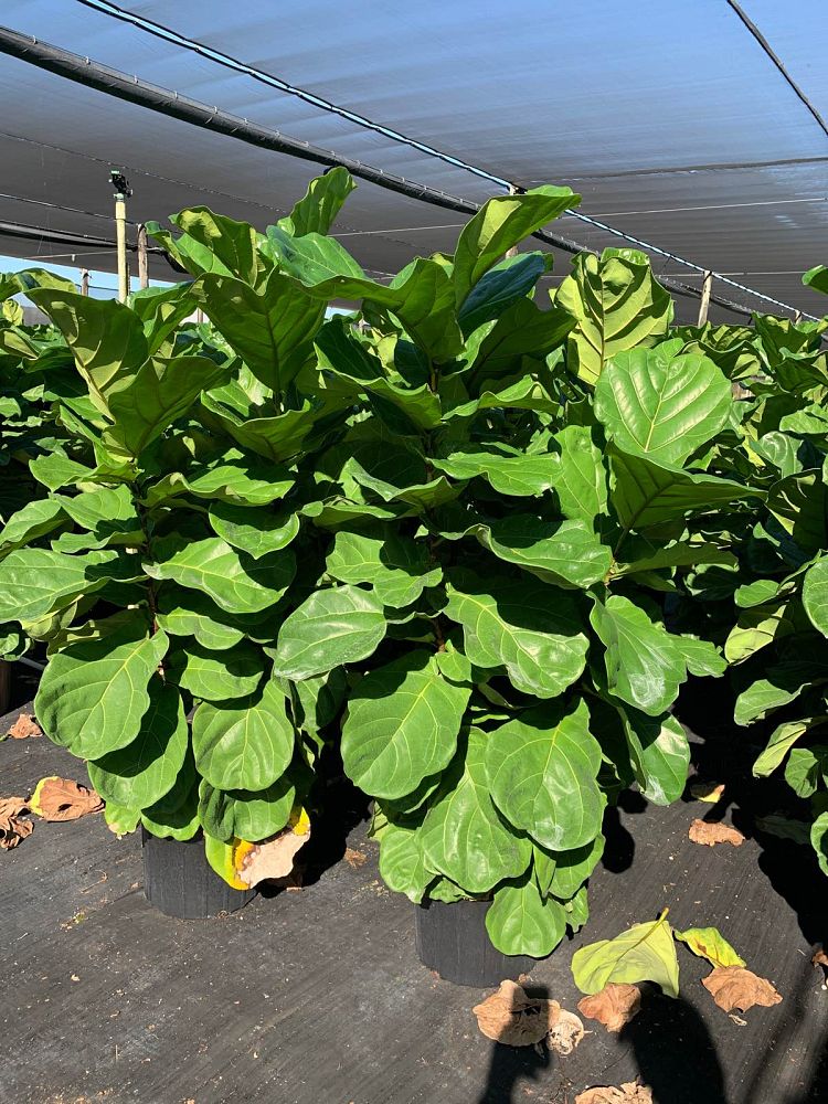 ficus-lyrata-fiddle-leaf-fig-ficus-pandurata