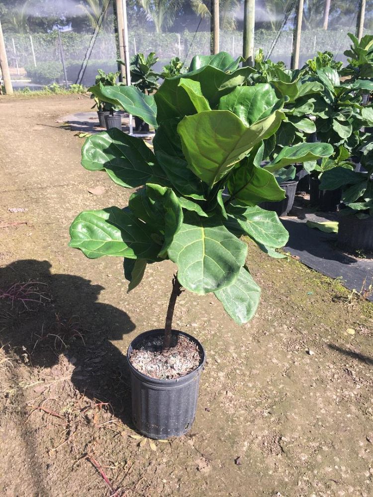 ficus-lyrata-fiddle-leaf-fig-ficus-pandurata