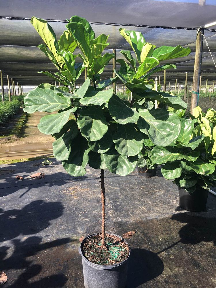 ficus-lyrata-fiddle-leaf-fig-ficus-pandurata
