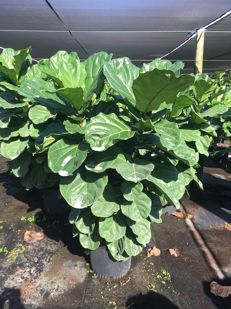 ficus-lyrata-fiddle-leaf-fig-ficus-pandurata