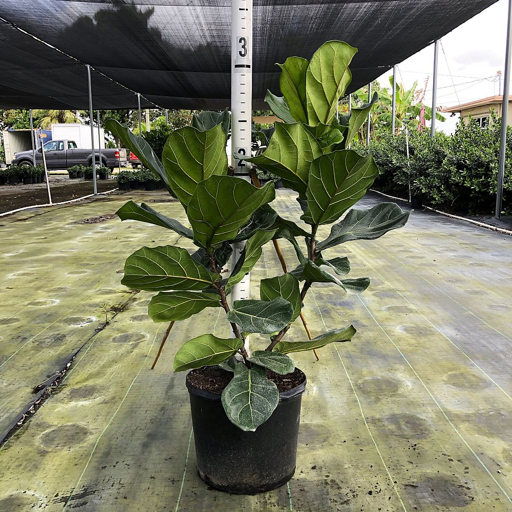 ficus-lyrata-fiddle-leaf-fig-ficus-pandurata