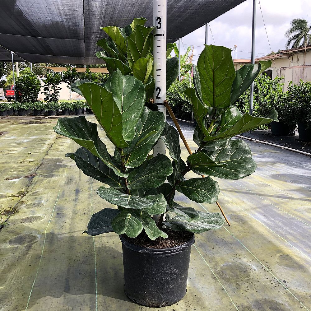 ficus-lyrata-fiddle-leaf-fig-ficus-pandurata