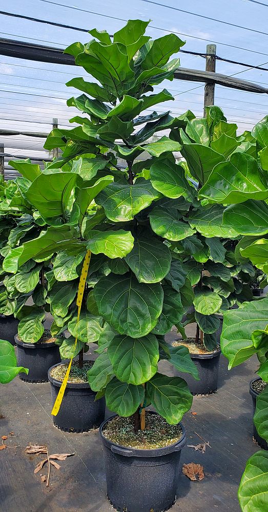 ficus-lyrata-fiddle-leaf-fig-ficus-pandurata