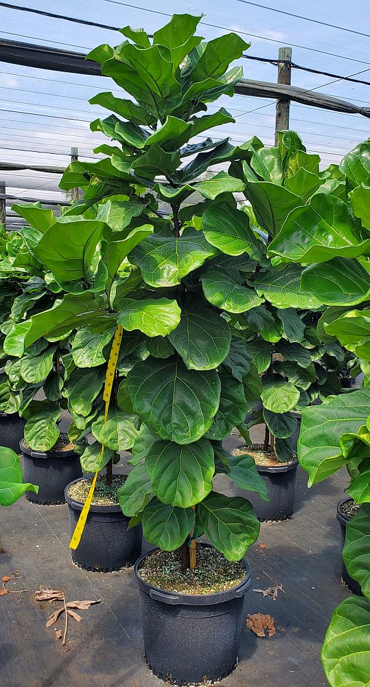 ficus-lyrata-fiddle-leaf-fig-ficus-pandurata