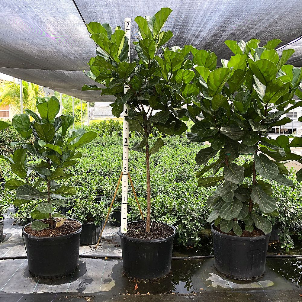 ficus-lyrata-fiddle-leaf-fig-ficus-pandurata