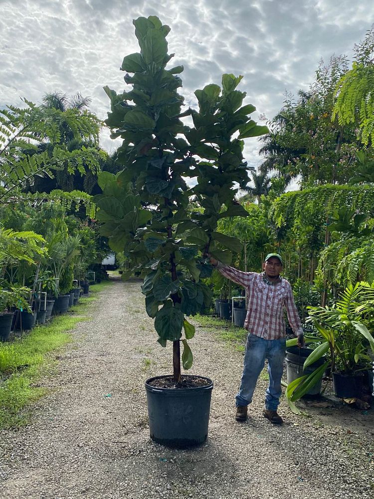ficus-lyrata-fiddle-leaf-fig-ficus-pandurata