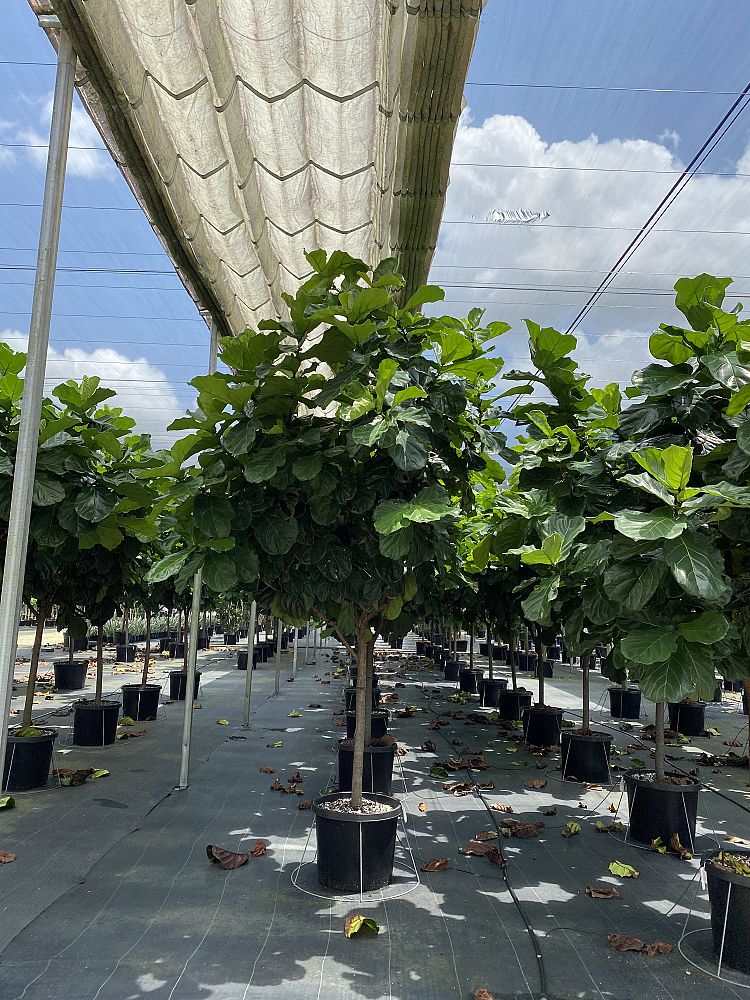 ficus-lyrata-fiddle-leaf-fig-ficus-pandurata