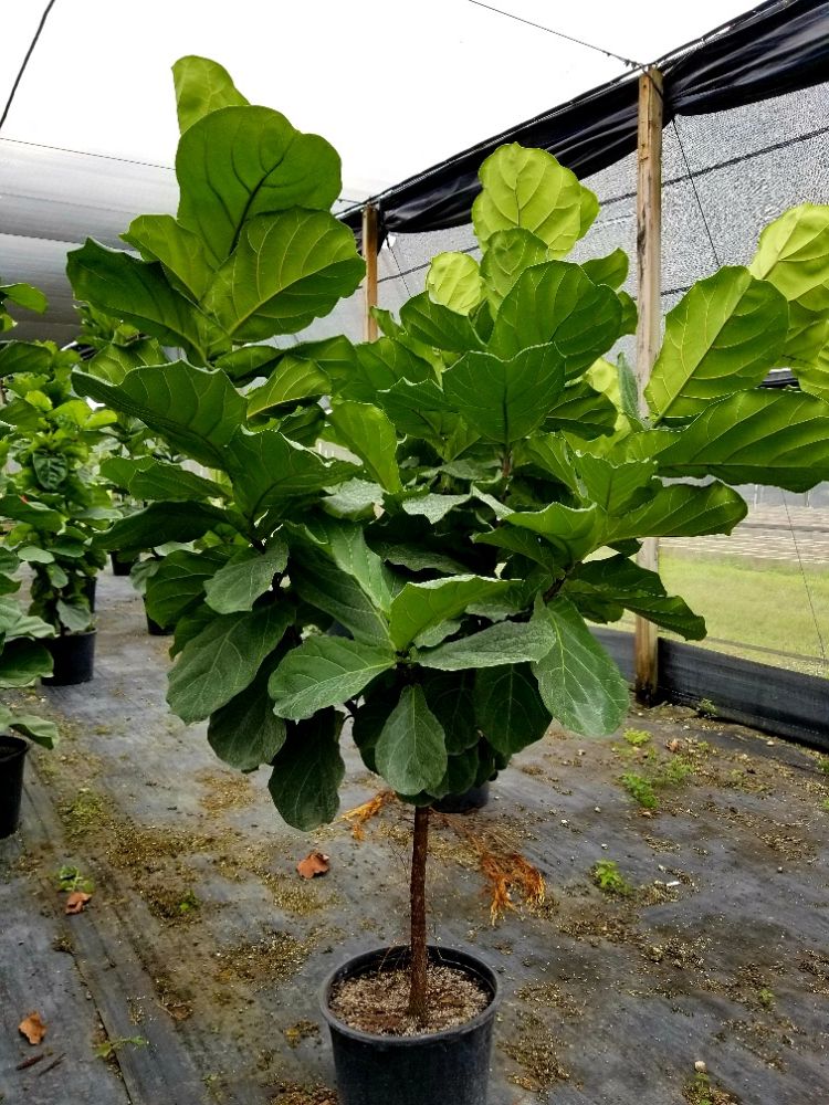 ficus-lyrata-fiddle-leaf-fig-ficus-pandurata