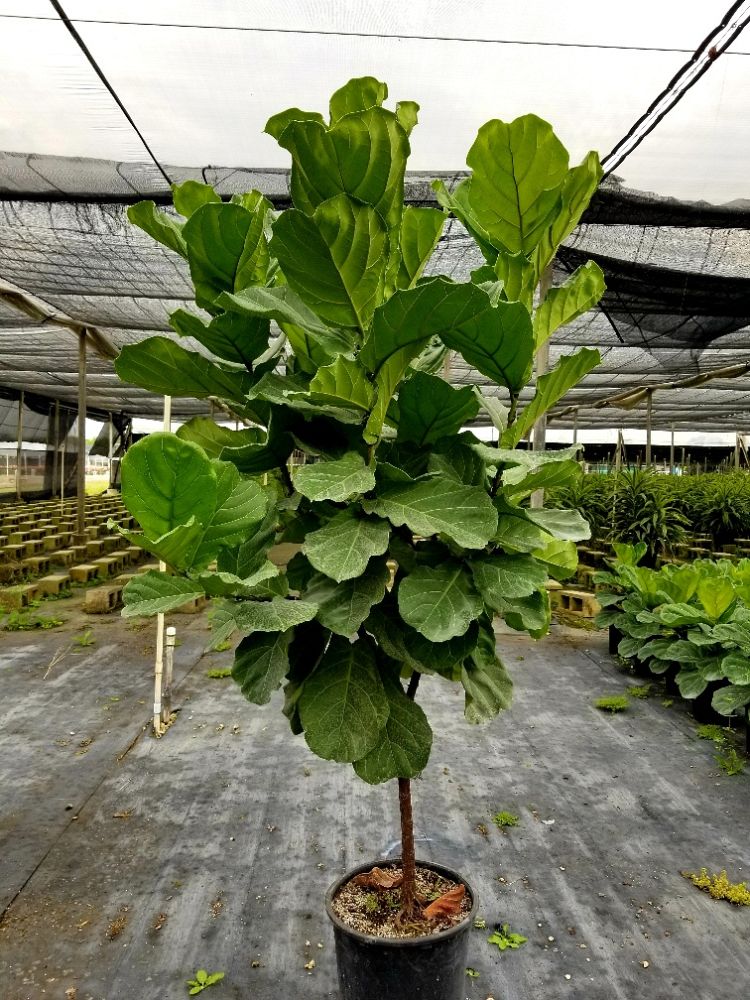 ficus-lyrata-fiddle-leaf-fig-ficus-pandurata