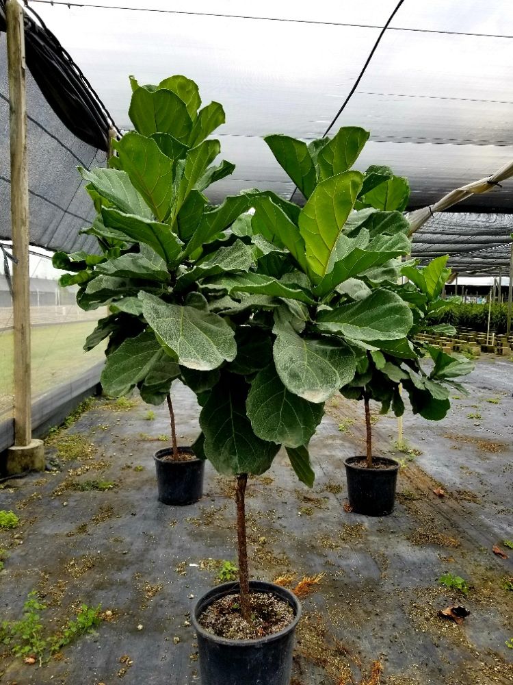 ficus-lyrata-fiddle-leaf-fig-ficus-pandurata