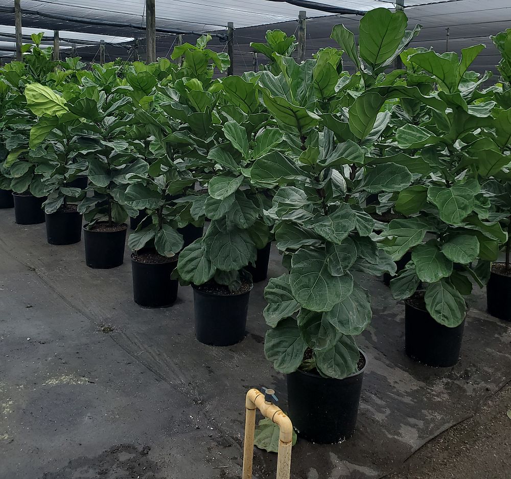 ficus-lyrata-fiddle-leaf-fig-ficus-pandurata