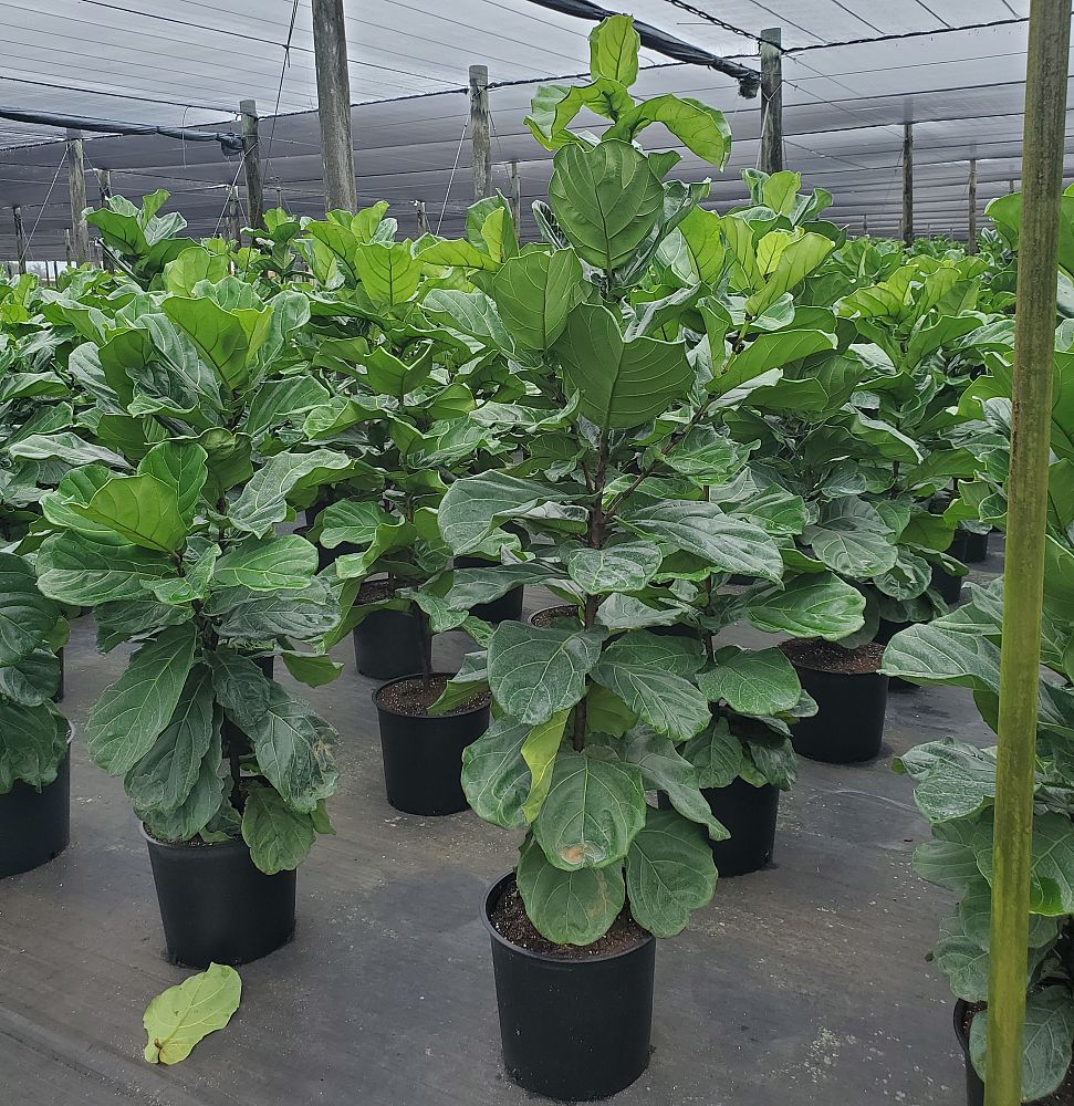 ficus-lyrata-fiddle-leaf-fig-ficus-pandurata