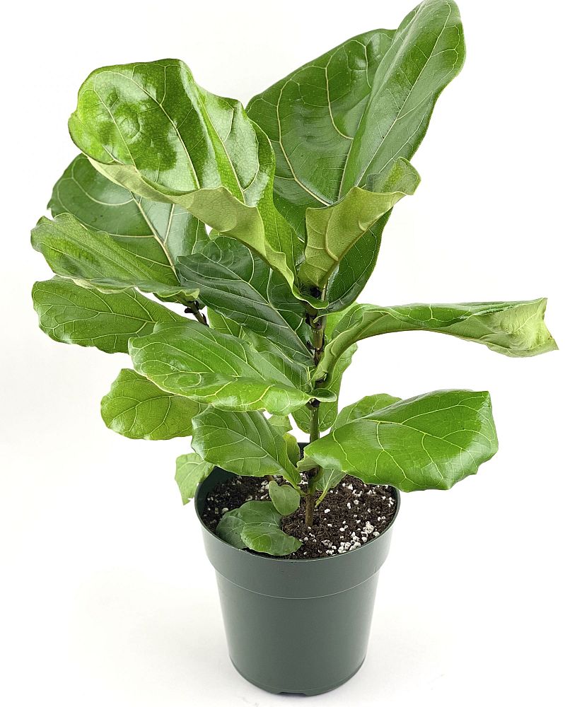ficus-lyrata-fiddle-leaf-fig-ficus-pandurata